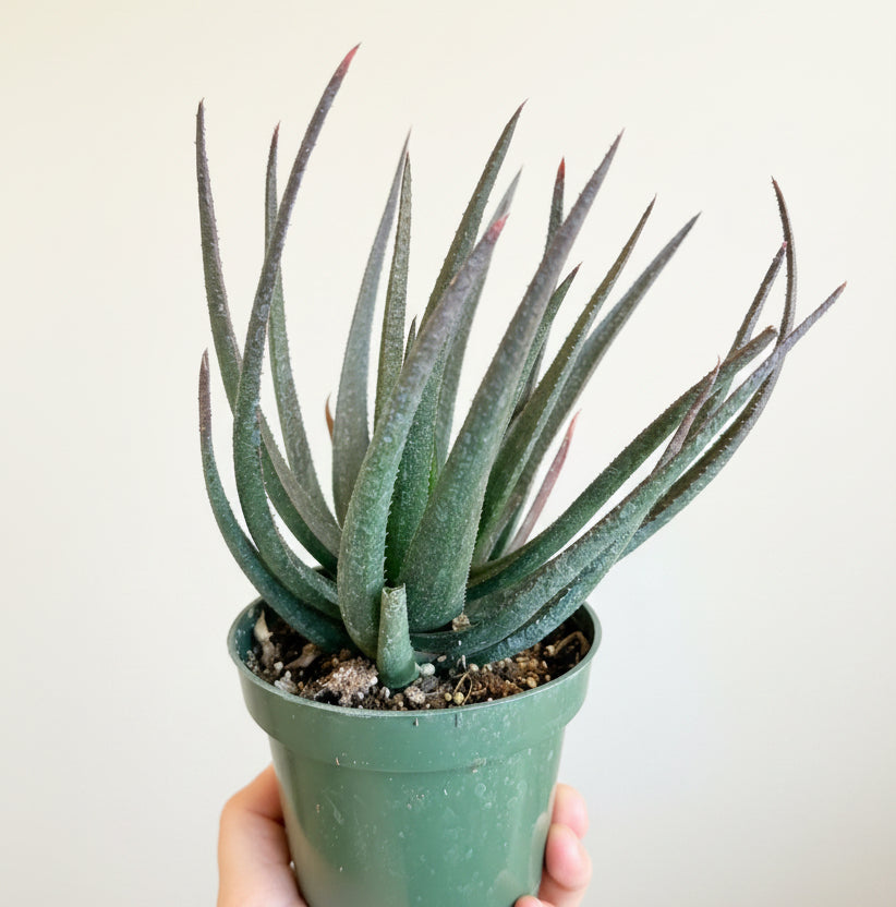 Gasteraloe Midnight - aloe fragilis 4.5” pot