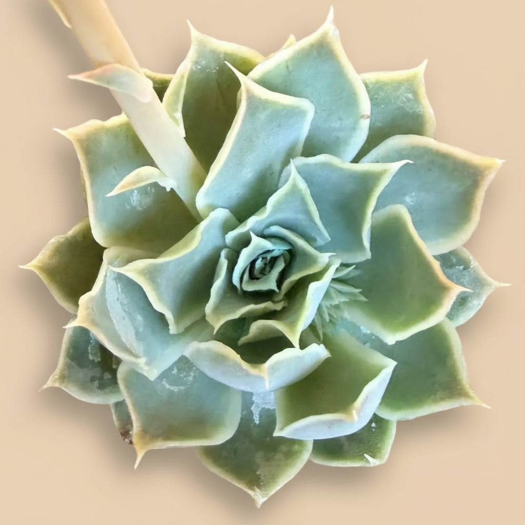 Echeveria Simulans 'Laguna Sanchez' 4.5” Pot