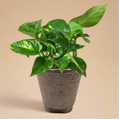 Pothos 'Golden'