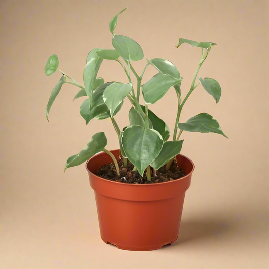 Peperomia 'Cupid'