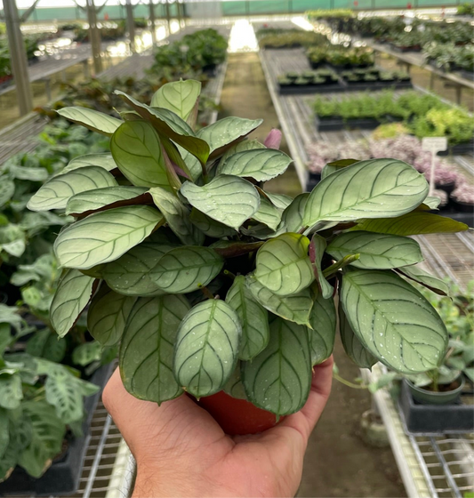 Ctenanthe burle-marxii 'Amagris'