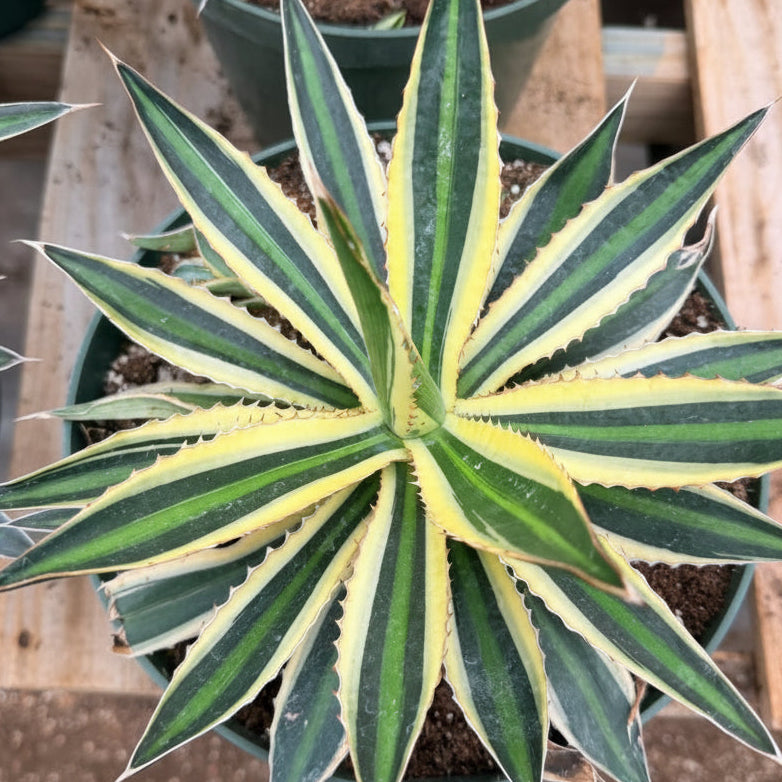 Agave Lophantha 'quadricolor'