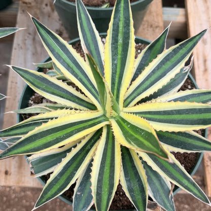 Agave Lophantha 'quadricolor'