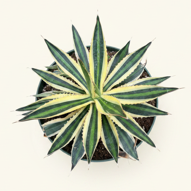 Agave Lophantha 'quadricolor'