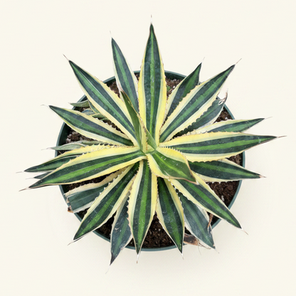 Agave Lophantha 'quadricolor'