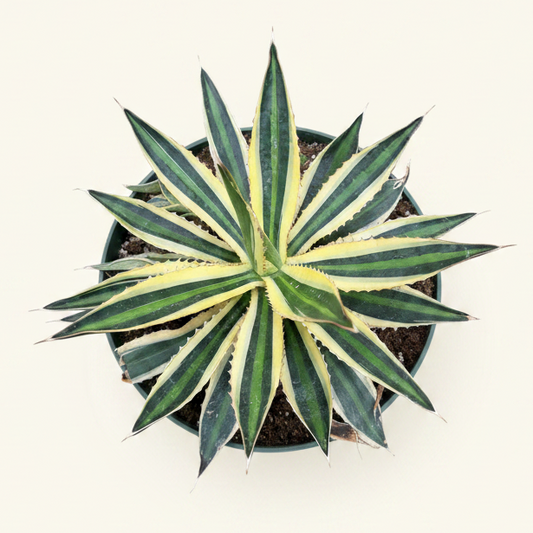 Agave Lophantha 'quadricolor'