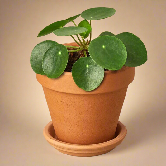 Pilea Peperomioides 'Chinese Money'