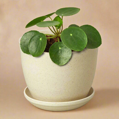 Pilea Peperomioides 'Chinese Money'