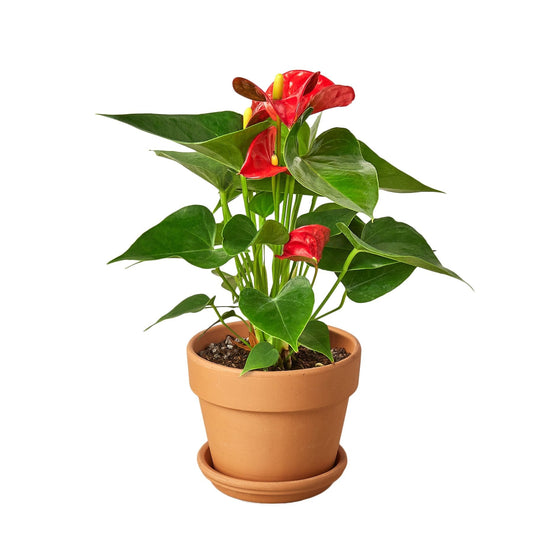 Anthurium Andraeanum ‘Red Flower’