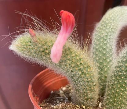 6” Monkey Tail Cactus - Cleistocactus colademononis