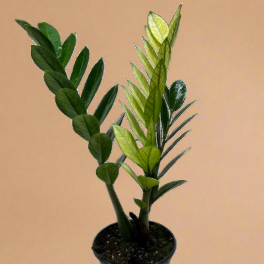 ZZ 'Chameleon'