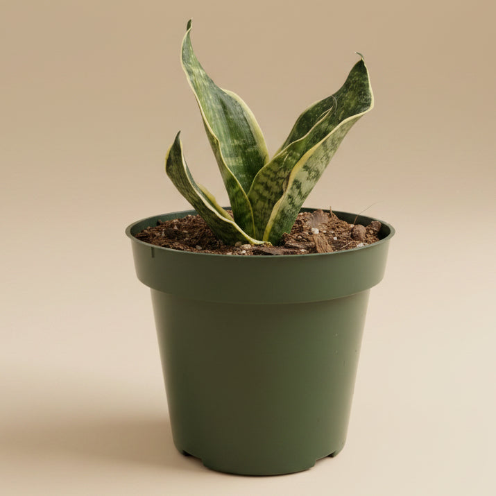 Birds Nest Snake Plant - Sansevieria Hahnii 'Super Star’ 4.5” pot