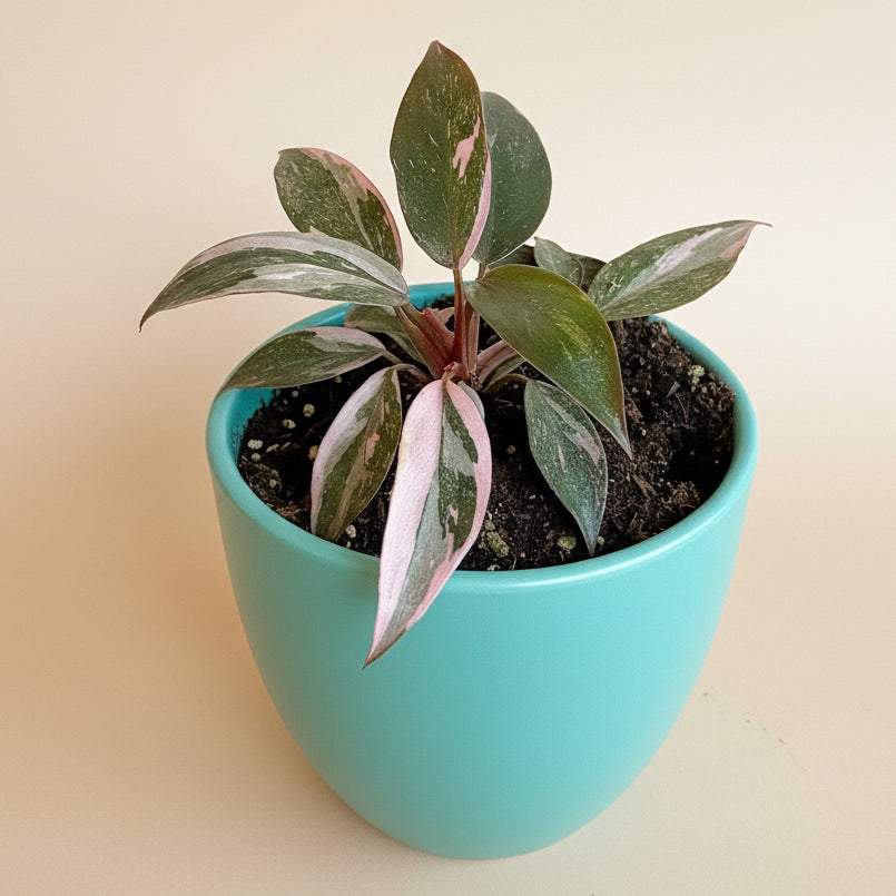 Pink Princess Marble 4.5” pot