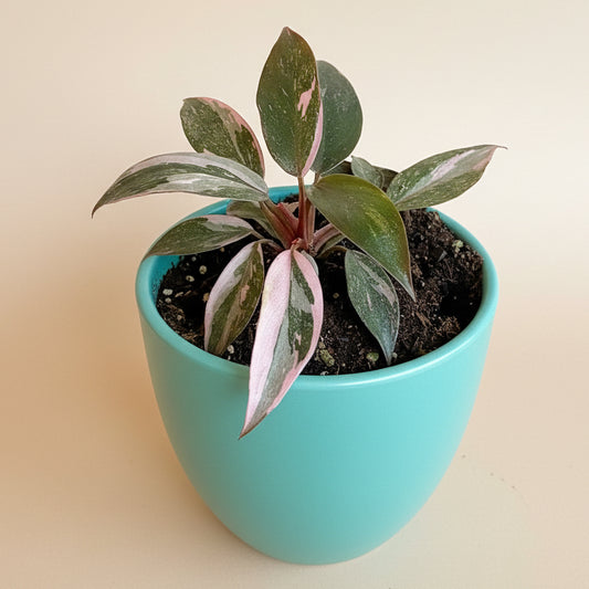 Pink Princess Marble 4.5” pot