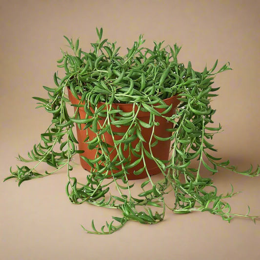 String of Bananas - Senecio Radicans