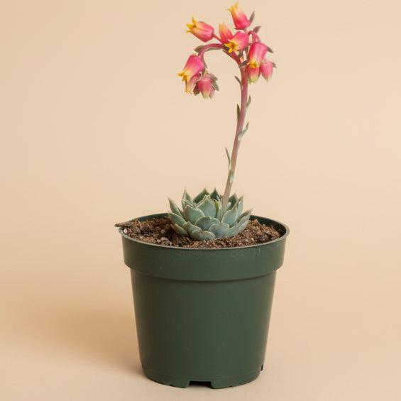 Echeveria Simulans 'Laguna Sanchez' 4.5” Pot