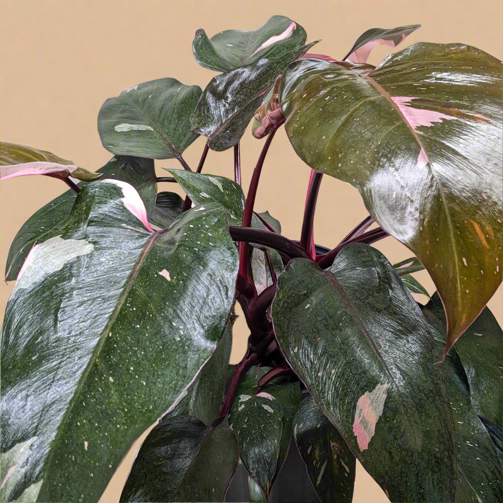 Philodendron 'Pink Princess'