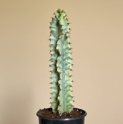 Euphorbia Ammak Lactea Variegated 4in Grower Pot