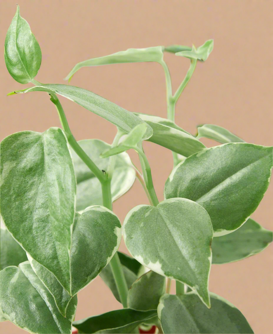 Peperomia 'Cupid'
