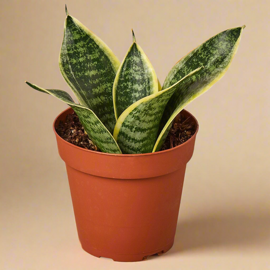 Snake Plant Laurentii Dwarf