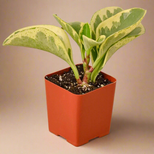 Peperomia 'Marble'