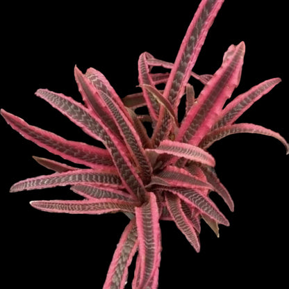 Cryptanthus Fosterianus 'Elaine’