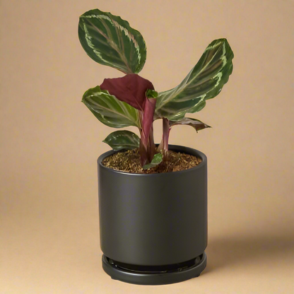 Calathea Roseopicta 'Medallion'