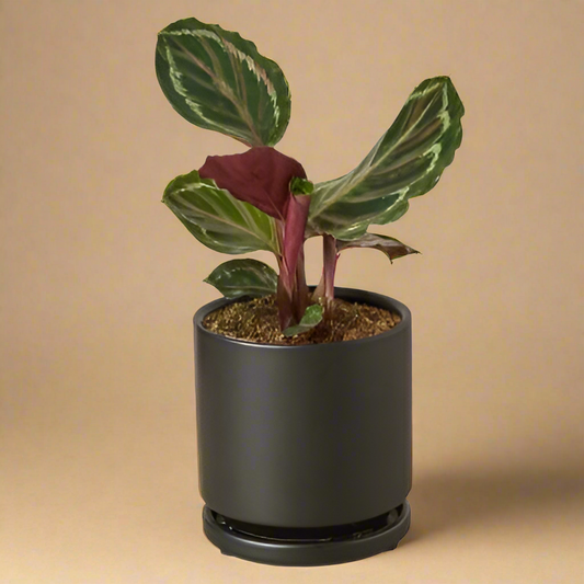 Calathea Roseopicta 'Medallion'
