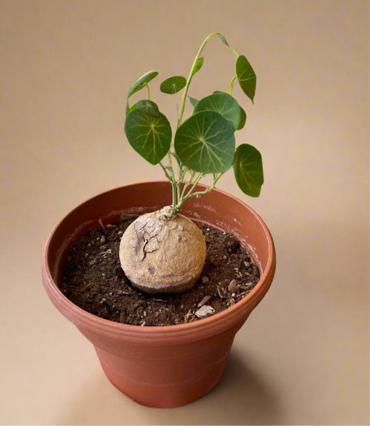 Stephania Erecta