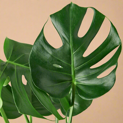 Monstera Deliciosa Split-Leaf