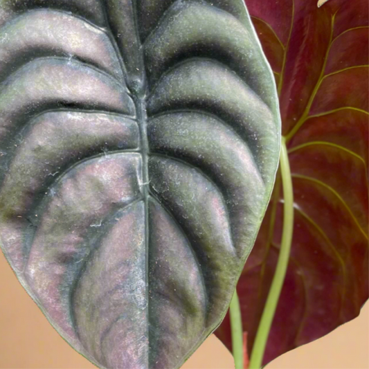 Alocasia Cuprea ‘Red Secret’