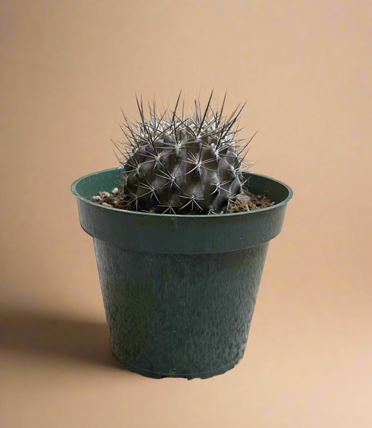 4.5” Neochilenia Carrizalensis Cactus