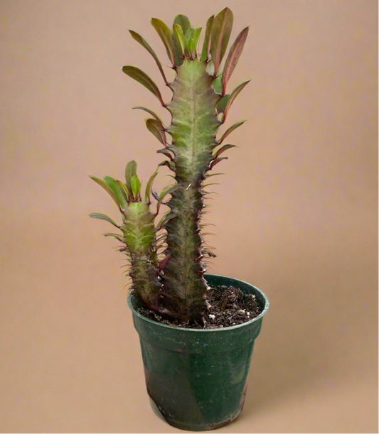 Succulent Euphorbia 'Trigona Rubra'