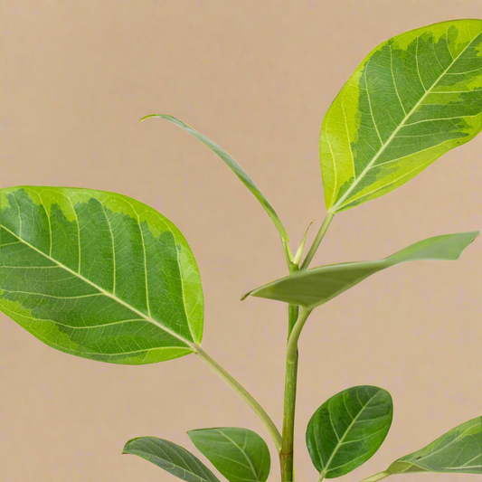 Ficus Altissima 'Yellow Gem'