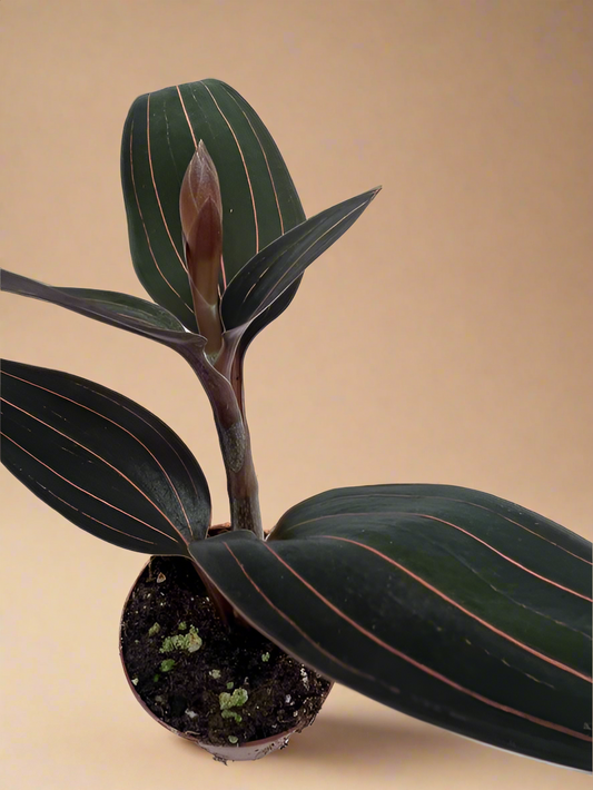 Ludisia Discolor
