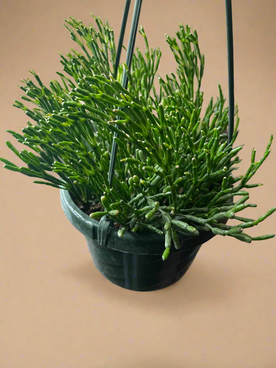 6” Hatiora Salicornioides, Dancing Bones Cactus, Rhipsalis