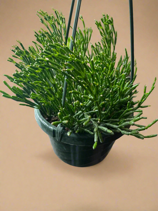6” Hatiora Salicornioides, Dancing Bones Cactus, Rhipsalis