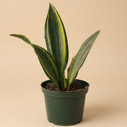 Giant Variegated Whale Fin (Sansevieria masoniana)- 10” Pot