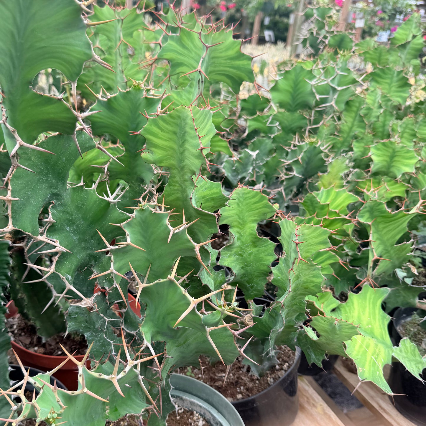 Euphorbia Grandicornis