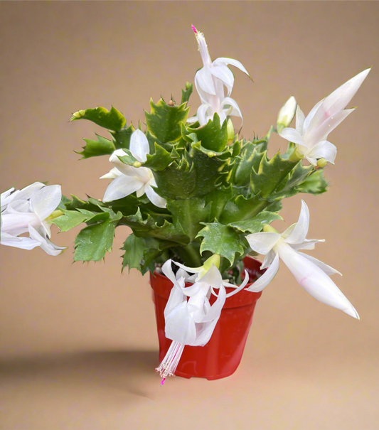 Zygocactus 'Christmas Cactus'