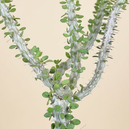 Alluaudia procera (False Ocotillo)