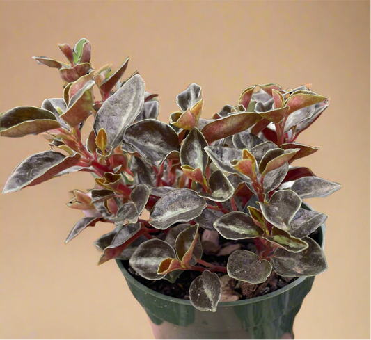 Peperomia 'Metallica'