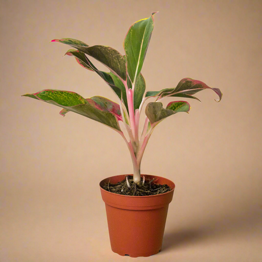 Aglaonema ‘Red Siam’