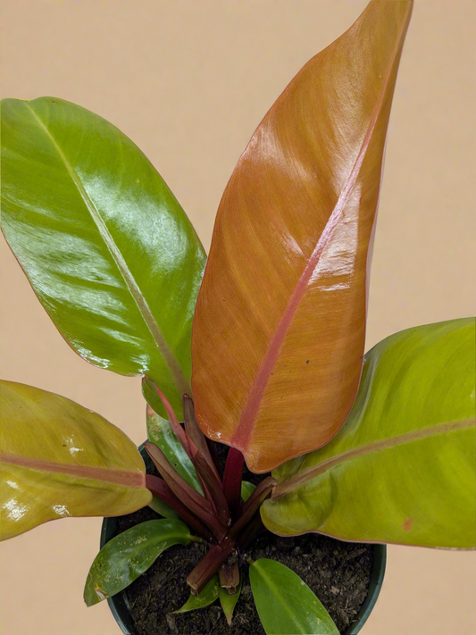 Philodendron 'Prince of Orange'
