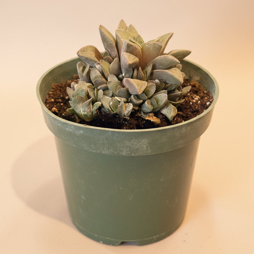 Haworthia mutica in a 4.5” Grower’s Pot