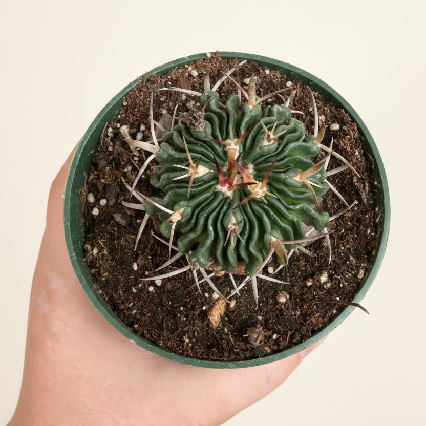 Echinofossulocactus Ri8
