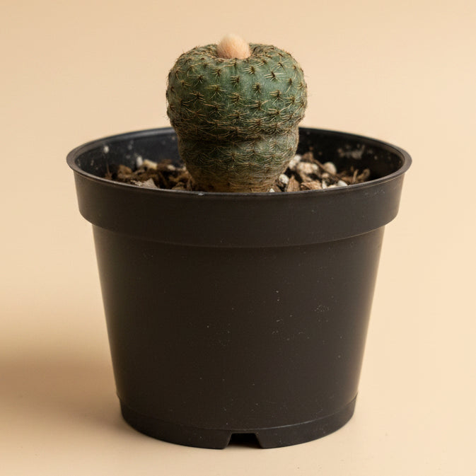 Frailea phaeodisca | Rare Miniature Cactus | 2-Inch Pot