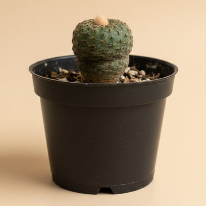 Frailea phaeodisca | Rare Miniature Cactus | 2-Inch Pot