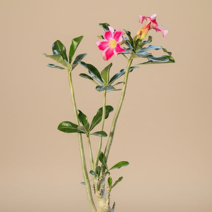 Exotic Color Desert Rose 8” pot
