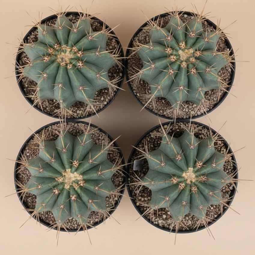 Ferocactus histrix 8” pot